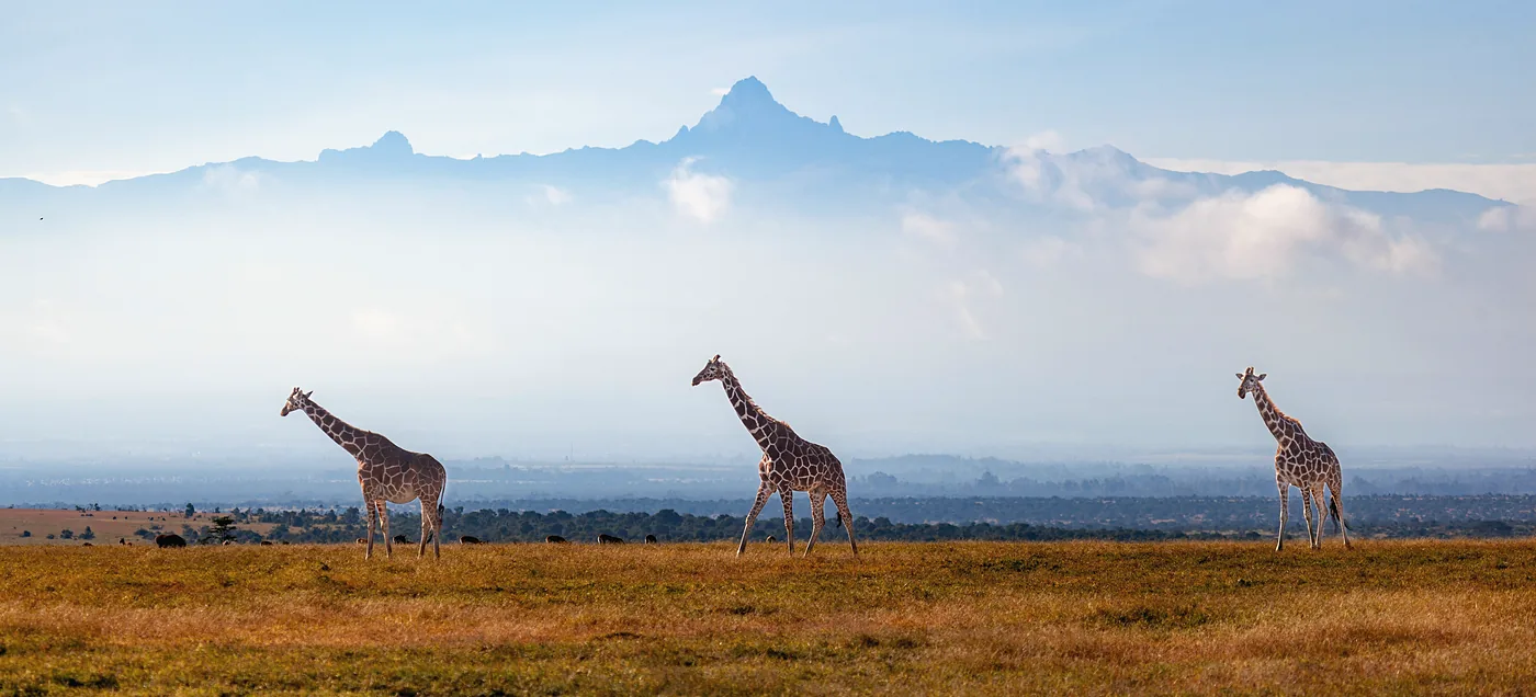 Three giraffes crossing open grassland, with Mount Kenya rising above the clouds