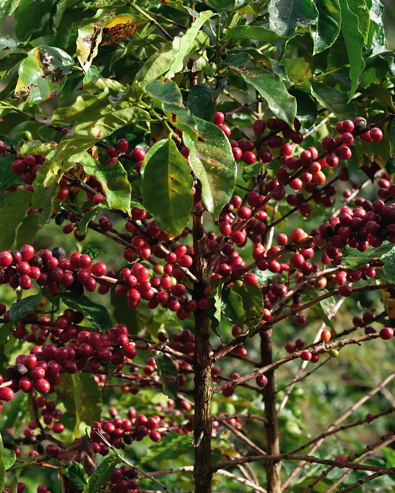A coffee tree heavy with ripe red cherries