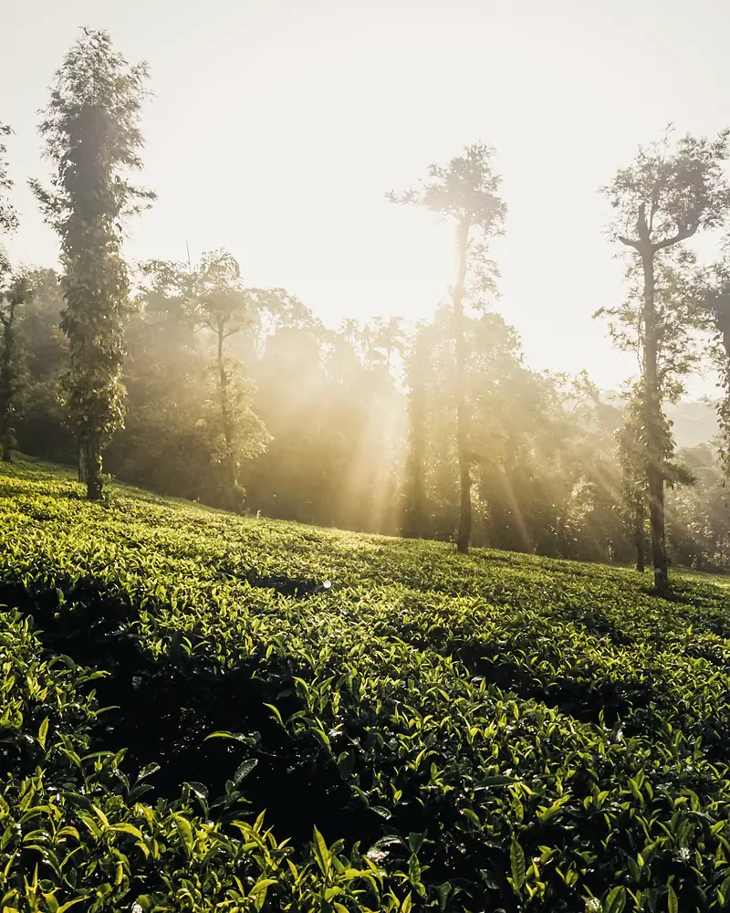 Morning sun through tall trees over a hillside of tea