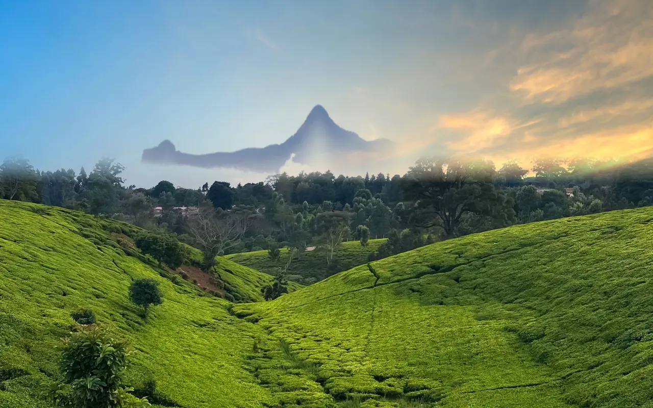 Rolling hills covered in tea bushes, with trees along the ridge under a cloudy sky