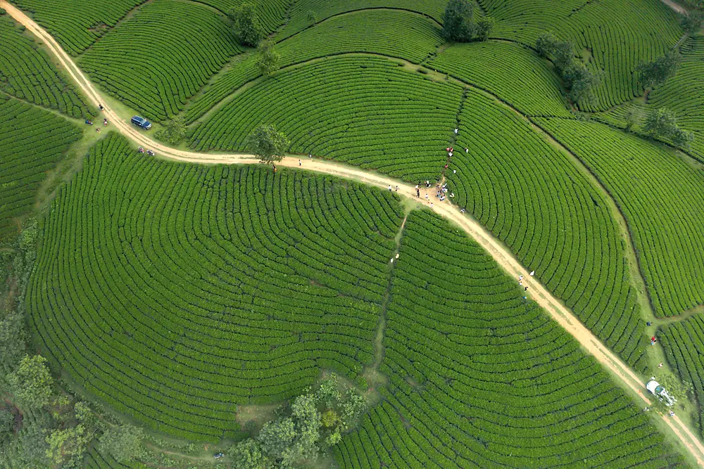 A road winding through fields of tea bushes, seen from above