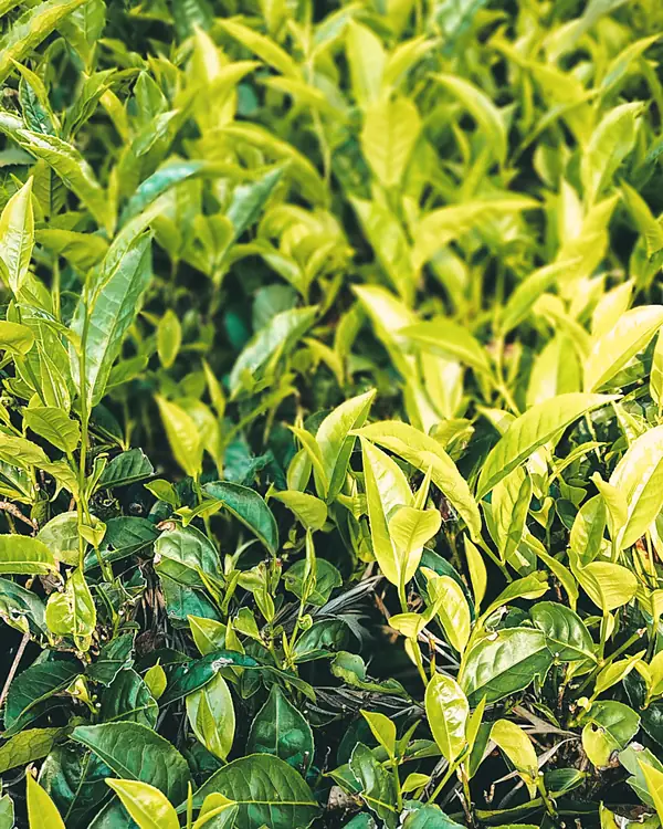 Fresh green tea leaves on the bush