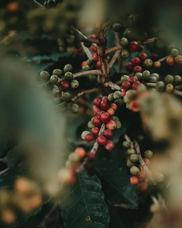 Coffee cherries ripening from green to red