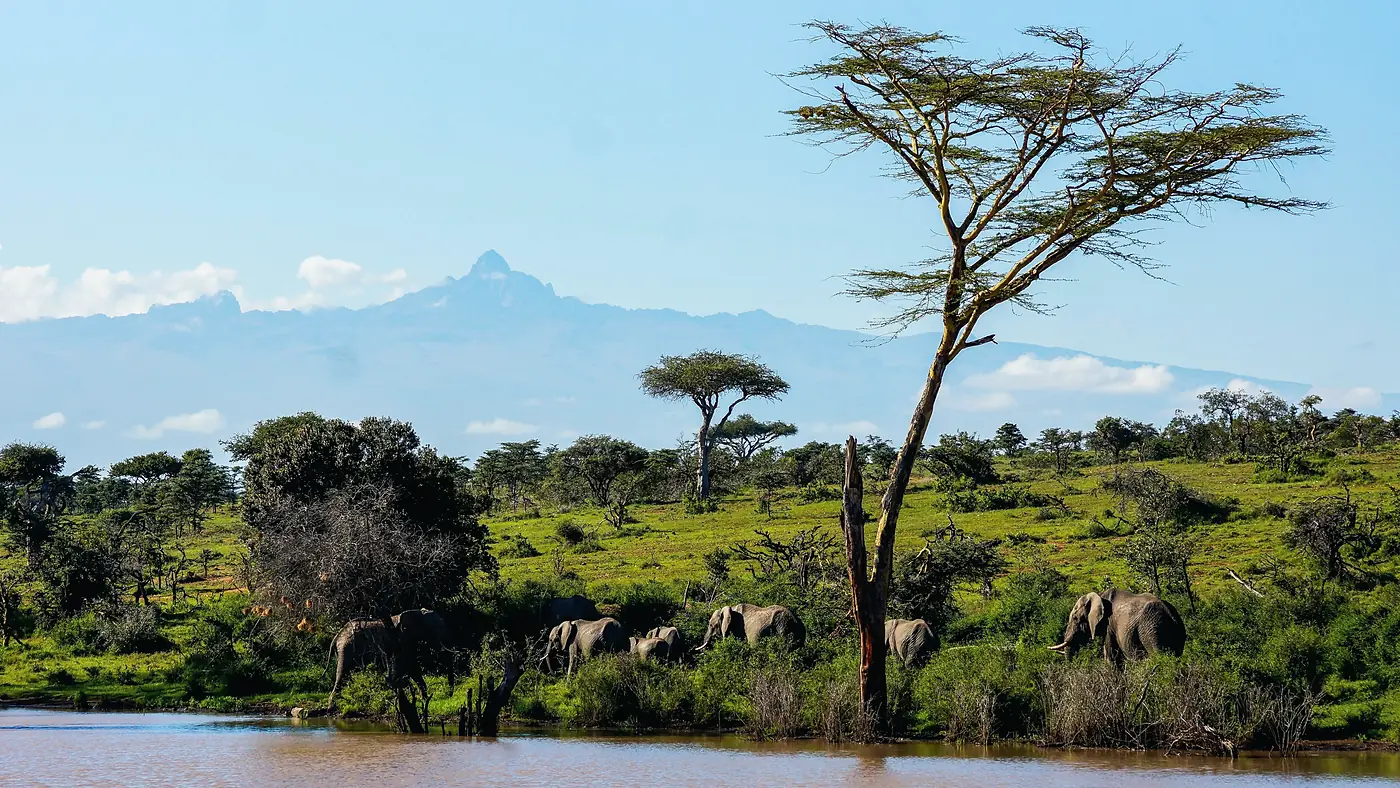 Elephants at a waterhole below a tall acacia tree, with Mount Kenya in the distance