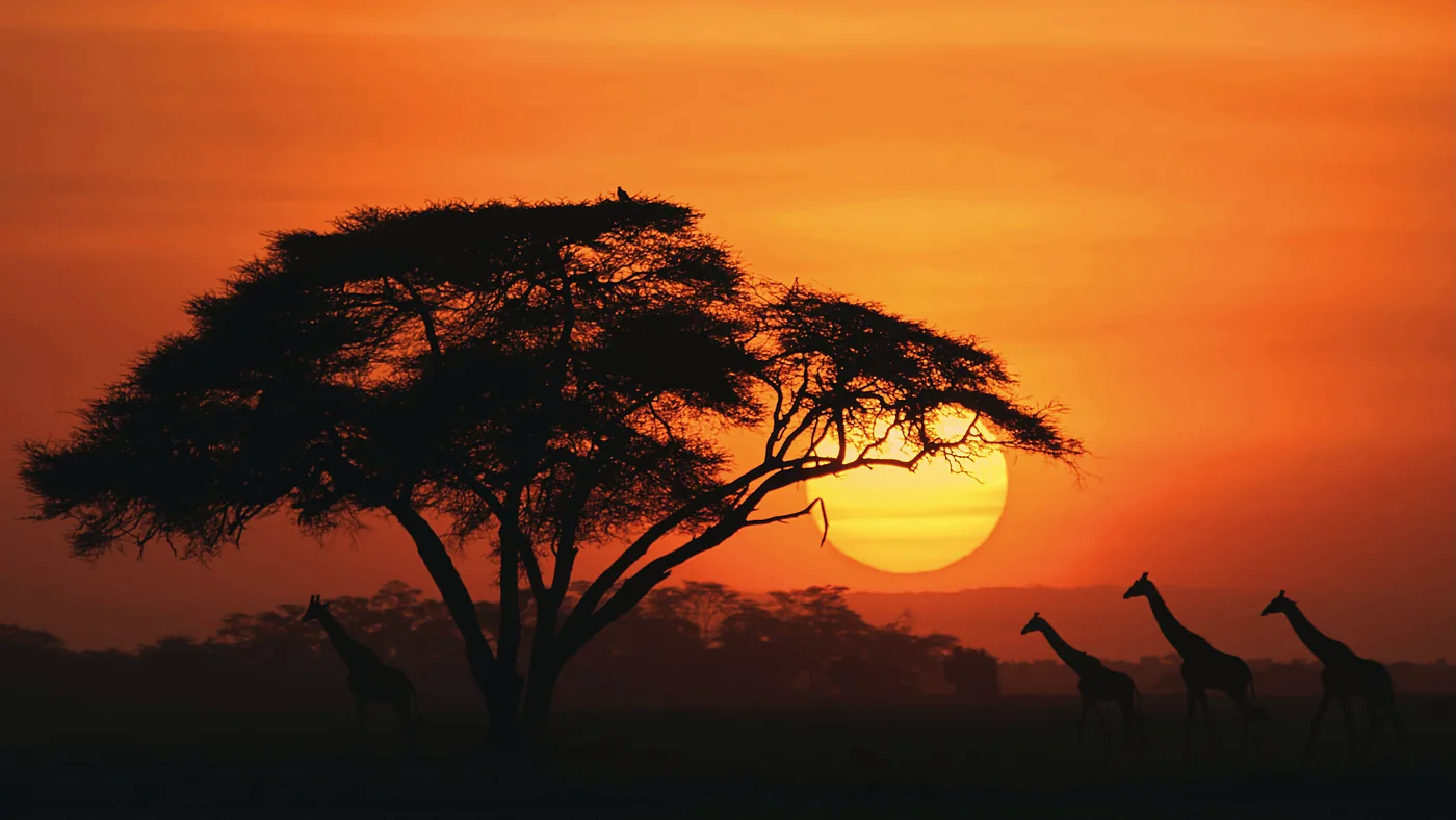 An acacia tree and giraffes silhouetted against an orange sunset